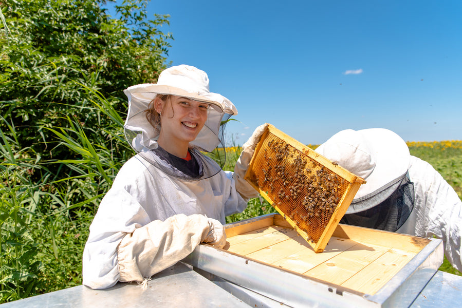 Bienen kaufen: Worauf sollten Sie achten?