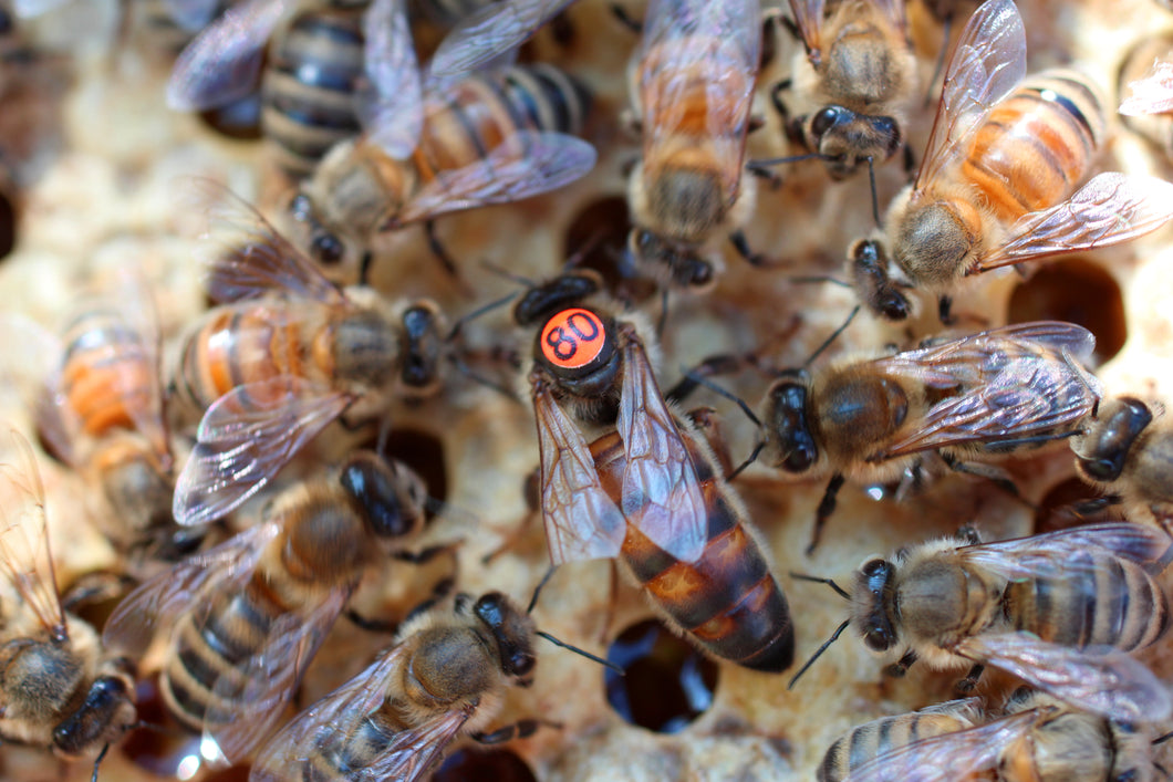 Ligustica Bienenkönigin standbegattet